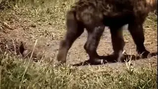 animals fight