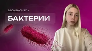 вся теория по БАКТЕРИЯМ для ЕГЭ | Биология ЕГЭ | Кристина SU