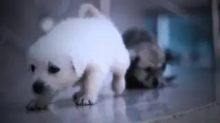 Artists for Animals Trailer 2015