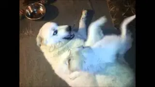 Dakota And Abby Playing