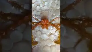 A hairy crab