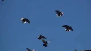 strong wind, no flight