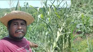 asi esta de triste la milpa de mi amigo chilate🌱🌽😔