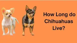 How Long do Chihuahuas Live