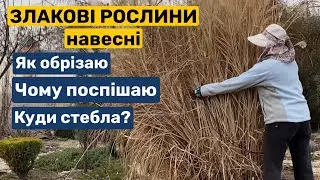 Чому поспішаю з обрізкою злакових навесні. Куди стебла🌾🌾🌾?