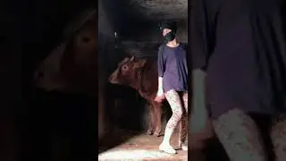 Türbanlı Ahırda neler yapıyor