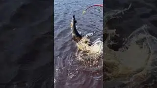 Щучья свечка