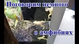 Поговорим немного о амфибиях