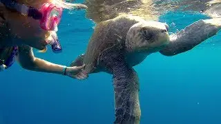To save a turtle, study a turtle