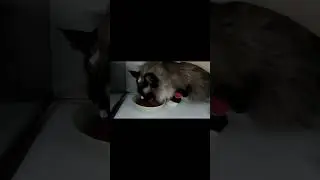 乐乐昨晚自己清空了库存，棒棒哒！鼻饲管是用来喂一个不能经口腔服用的药，明天就能拆了。臂小姐现在眼神淡定了许多，虽还是凶，但不害怕了 #shorts #cat