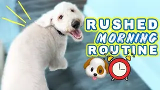 Getting Your Dog's Energy Out in 15 MINUTES!!! 🐶 Hyper Dog Morning Routine!