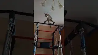 Кошка коршун
