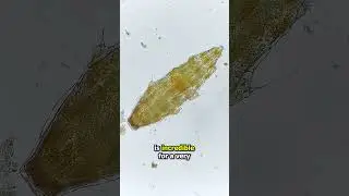 I want to give away a UNIVERSITY LEVEL microscope!