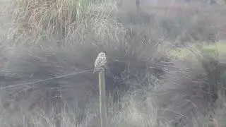 Short-eared Owls 🦉 - Балотныя совы 🦉