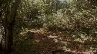(foto)intrappolati nel Parco ! (Tasso)
