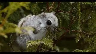北海道の森で遭遇！可愛いエゾモモンガ　Ezo flying squirrel in Hokkaido