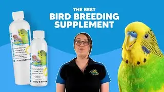 A Must-Have Supplement for Bird Breeders!