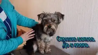 Стрижка метиса до и после./  6 апреля 2021год./стрижка собак.