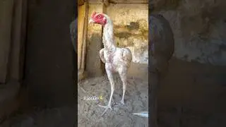 Blue eyes chick growth.#youtube #viralvideo #youtubeshorts