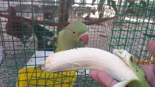 green parrot eating banana
