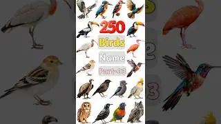250 Birds Name Part- 03 #birds #birdsname #birdname #birdspecies #birdslover #birdsnamewithpictures