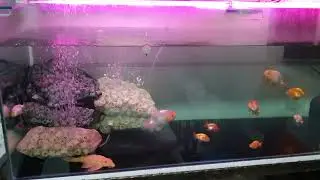 Bio filter inside tank
