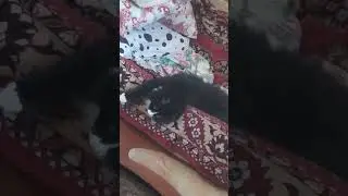 #кошечка#котики#коты#тренды#литвин#блогеры #топ1
