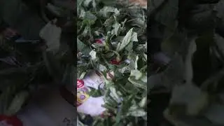 Целебный чай из лопуха ☘