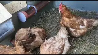 Новое пополнение курятника
