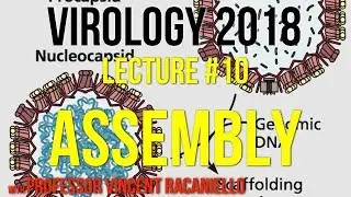 Virology Lectures 2018 #10: Assembly