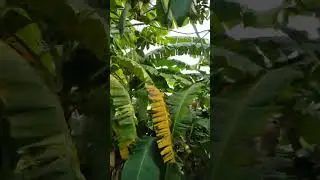 Rambutan
