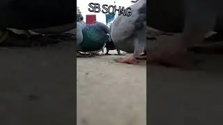 SB- AN STUDIO -  Pigeon lover