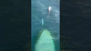 mengerikan 😱 lumba lumba ini di kejar monster besar🐬 dolphin vs monster #shorts #dolphin #ocean