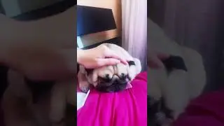 Охранник наш ❤️#собака #шифа #pug #прикол #мопсы