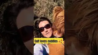 calf loves cuddles! #cow #animals #cute #highlands