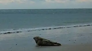 Kegelrobbe auf der Helgoländer Düne robbt gen Nordsee
