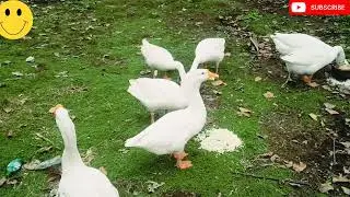 duck and goose videos 🤩🌾🍚#duck eating rice 🍚🌾#viral video #trending video #duck ||