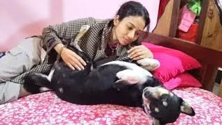 My Dog Shinchan Enjoying Belly Rubs 🐶 | Cute & Funny Moments 😄