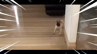 am SPEED💨