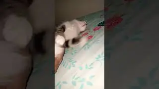 🤣🤣😂🤣😂🤣#viral #shortsfeed #comedy #funny #trending #family fun #cat #catlover #short