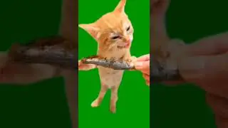 футаж кота