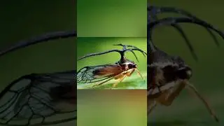 Бразильская горбатка | #animals #wildlife #nature #природа #насекомые