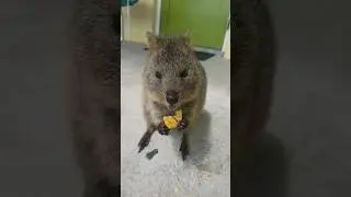 Quokka on Rottnest Island #quokka #nature #australia #wildlife #travel #rottnestisland #shorts