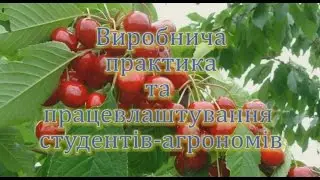 ТДАТУ Кураторська година Виробнича практика та працевл ст  агр