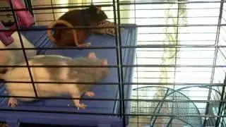 Greedy Mile