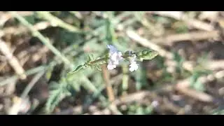 ‎@-earth.plants-animals  Verbena officinalis/Glandularia officinalis,verbena ,bari i shpretkës(3)