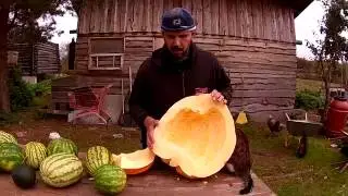 Watermelons, pumpkins, squashes // From the city to the village