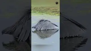 How does a black heron catch fish