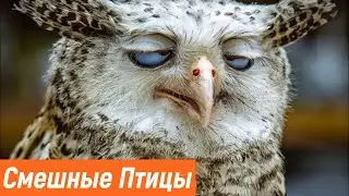 Смешные птицы / Умные птицы / Приколы с животными / Смешная подборка приколов