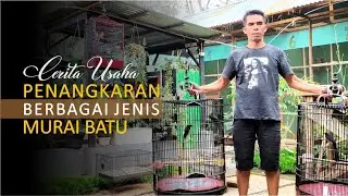 Penangkaran Berbagai Jenis Burung Murai Batu Terbesar di Payakumbuh – Cara Ternak Murai Batu